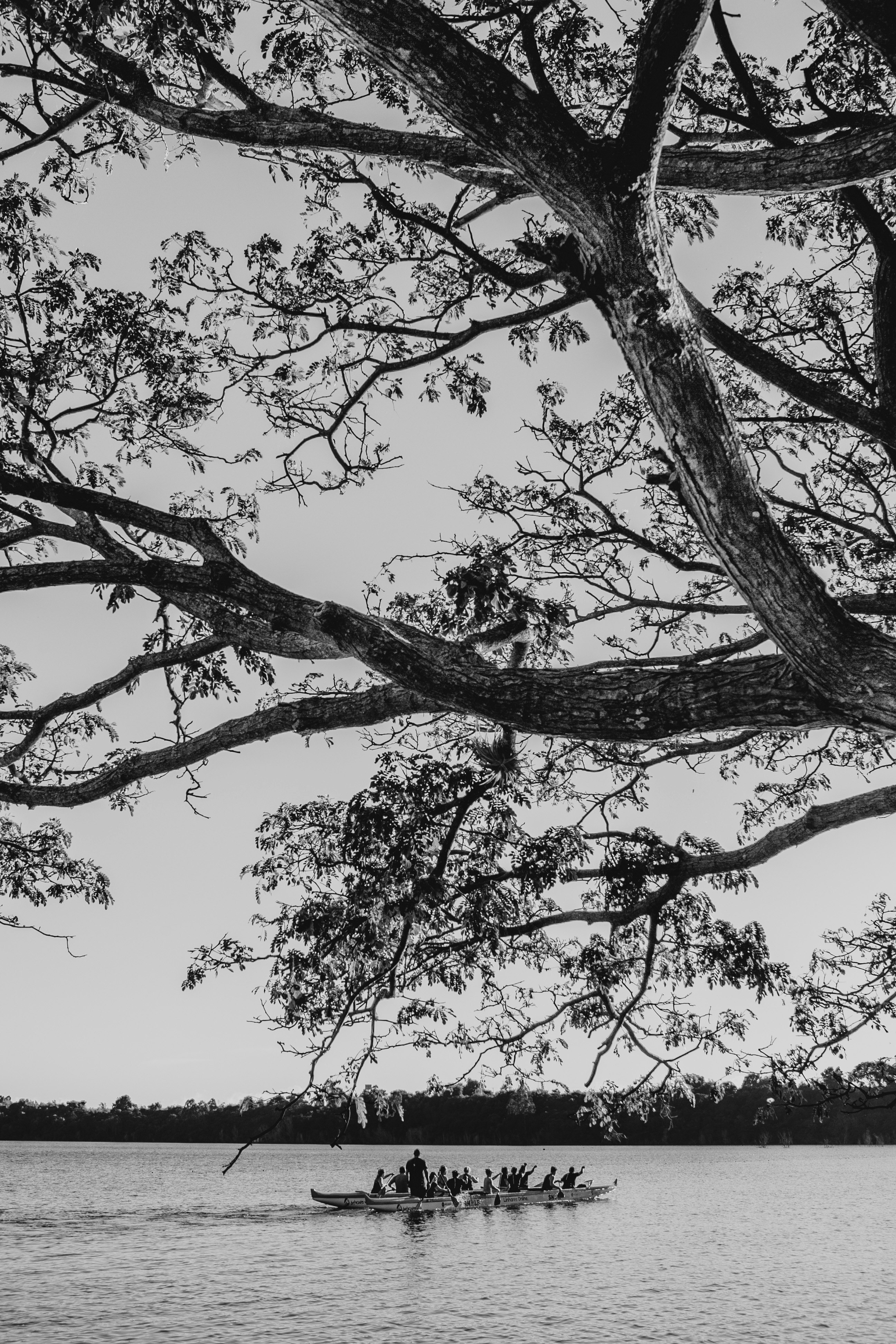 grayscale photo of tree during daytime